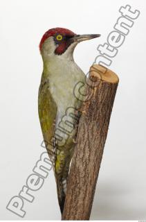 Green Woodpecker - Picus viridis 0007
